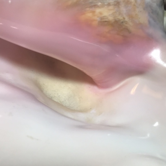 Extra Large Conch Shell Slit Harvest Hole Rustic Surface 9.5”Lx8.25”Wx5.75”H - Picture 12 of 12